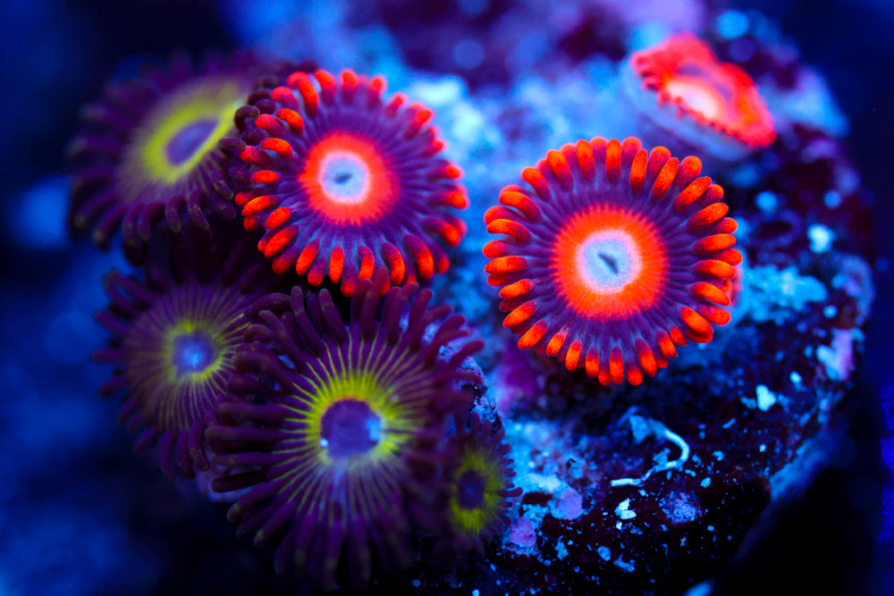 Bob Marley + Blone Eye Bitches Zoa