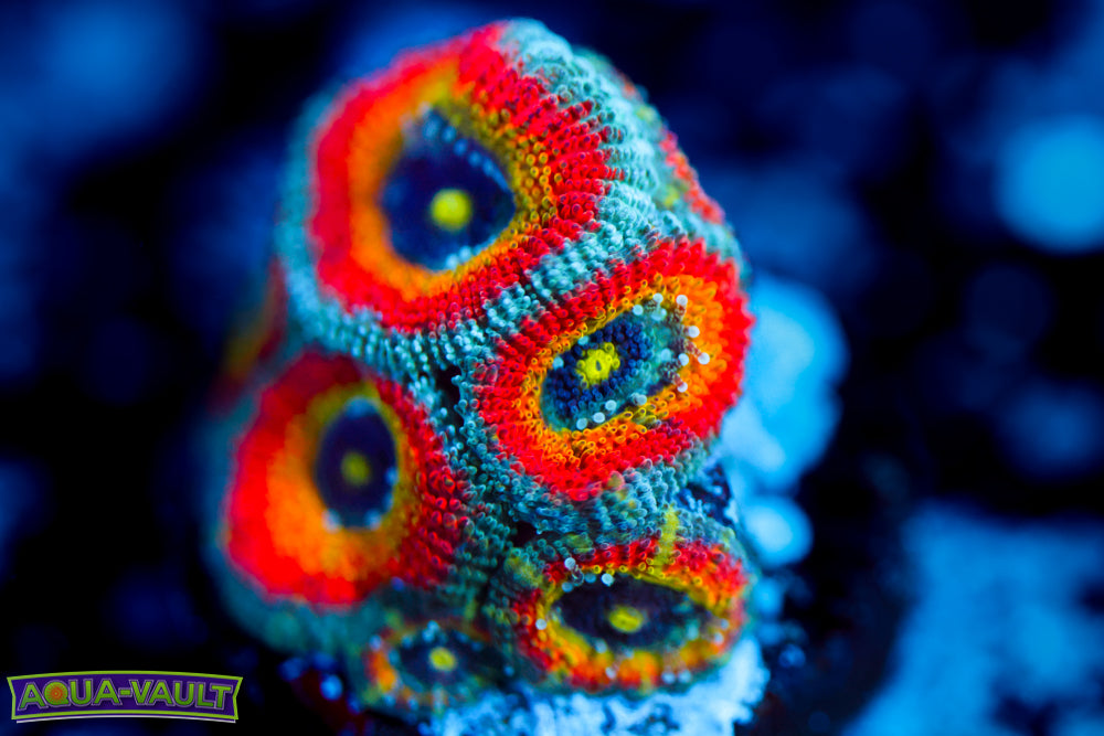 Fruit Loops Micromussa