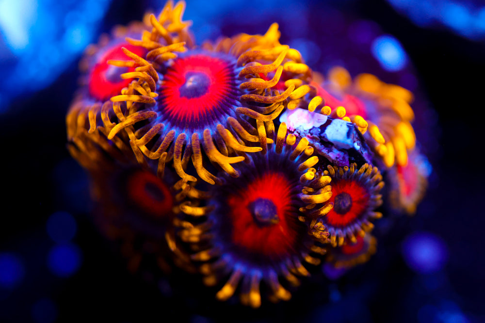 Eagle Eyes Zoa 4