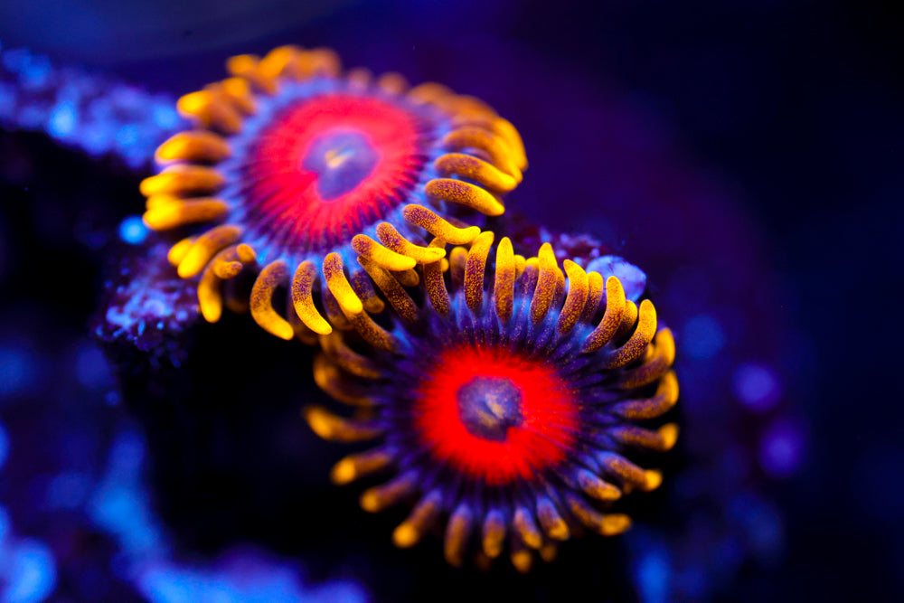 Eagle Eyes Zoa 2