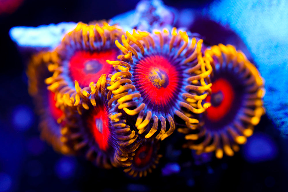 Eagle Eyes Zoa 6