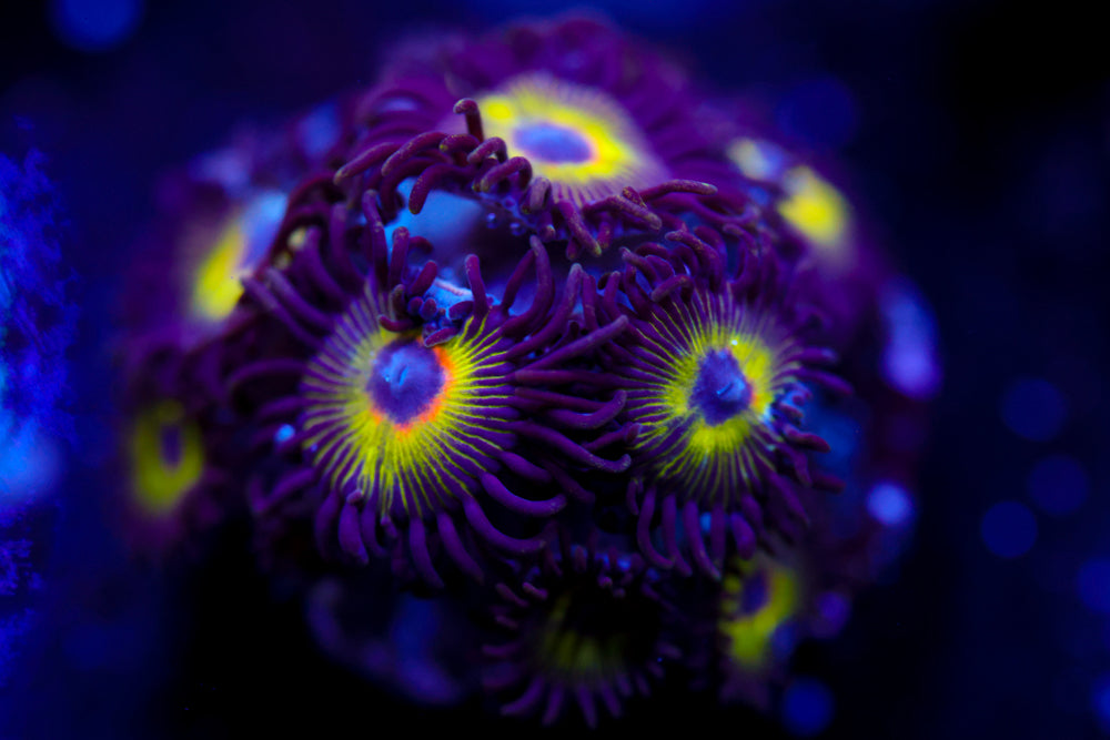Bob Marley Zoa 3