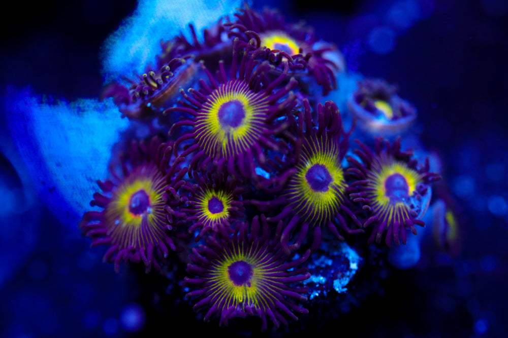 Bob Marley Zoa 4