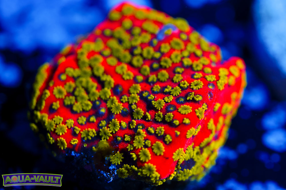 Sunrise Montipora