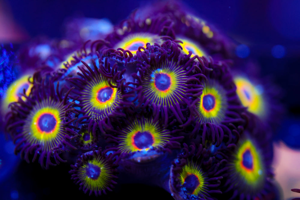 Bob Marley Zoa 7