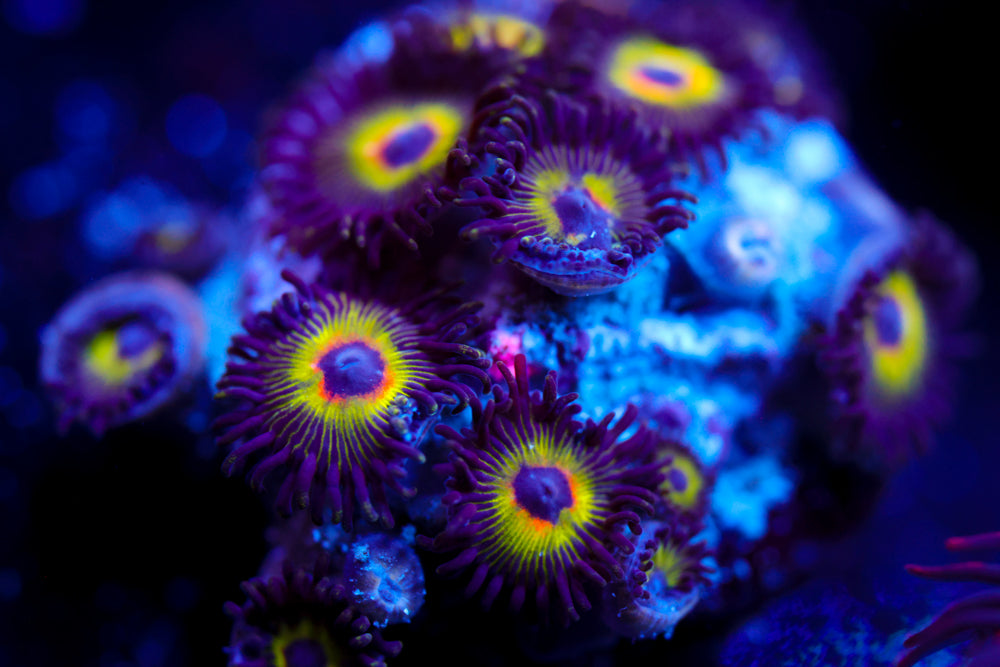 Bob Marley Zoa 1