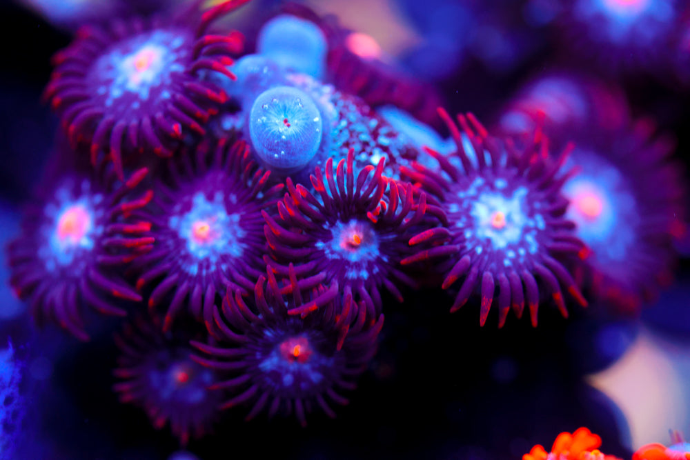 Mystique Zoa 3