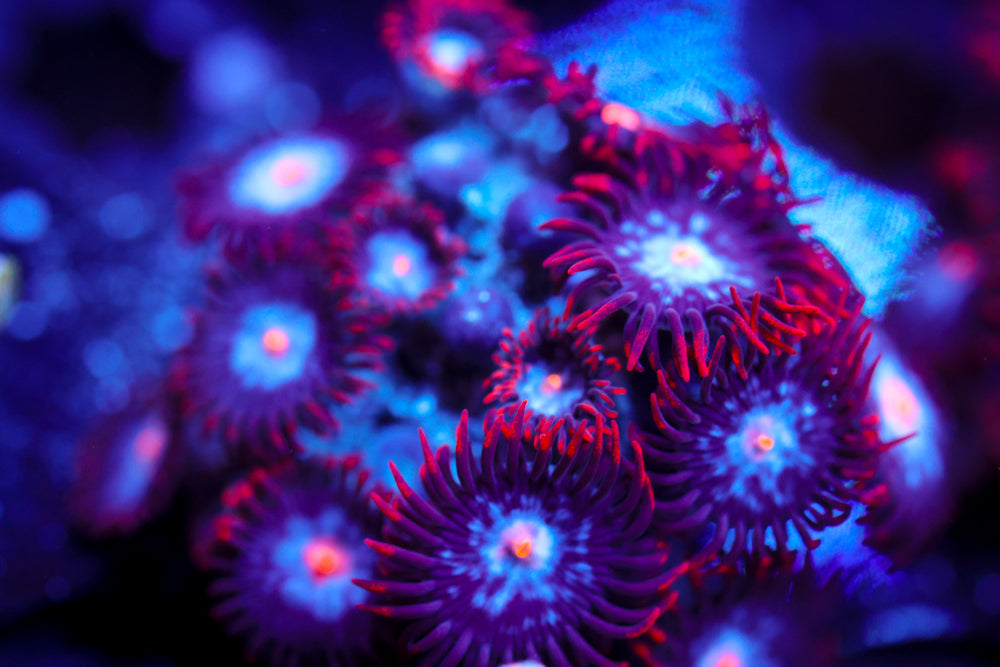 Mystique Zoa 5