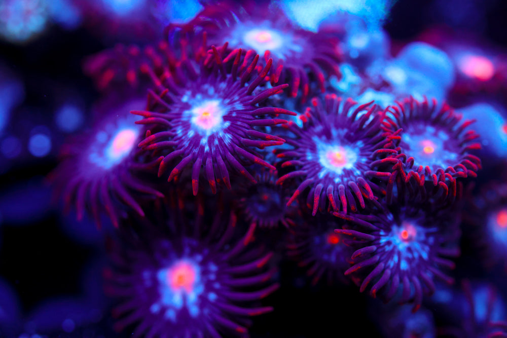 Mystique Zoa 6