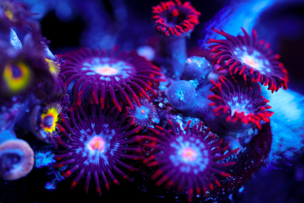 Mystique Zoa 1