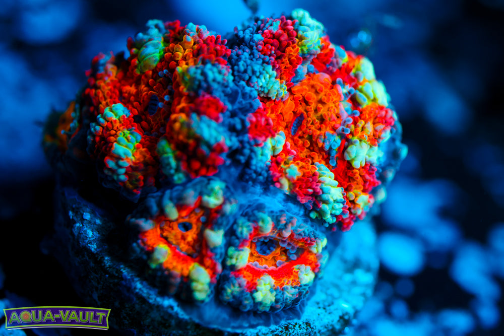 Twisted Rainbow Acan