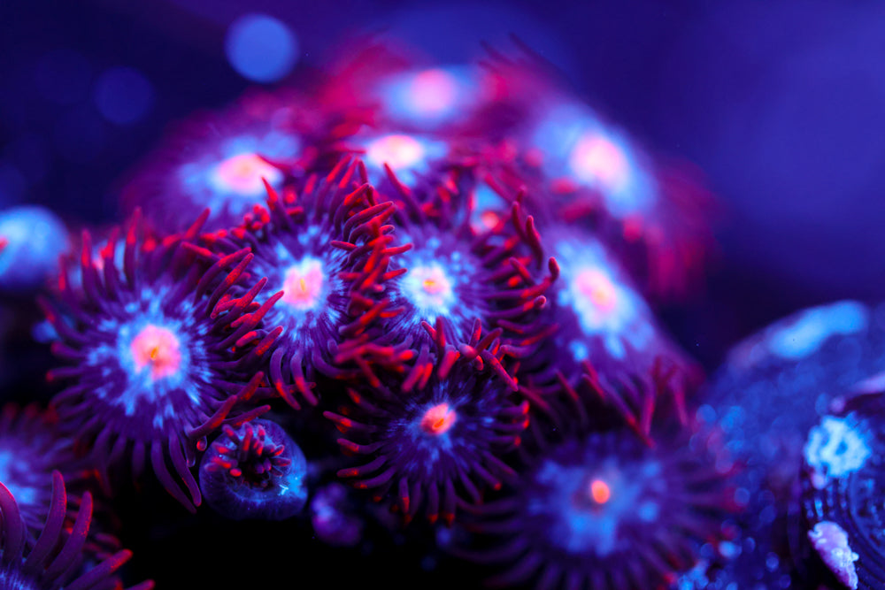 Mystique Zoa 9