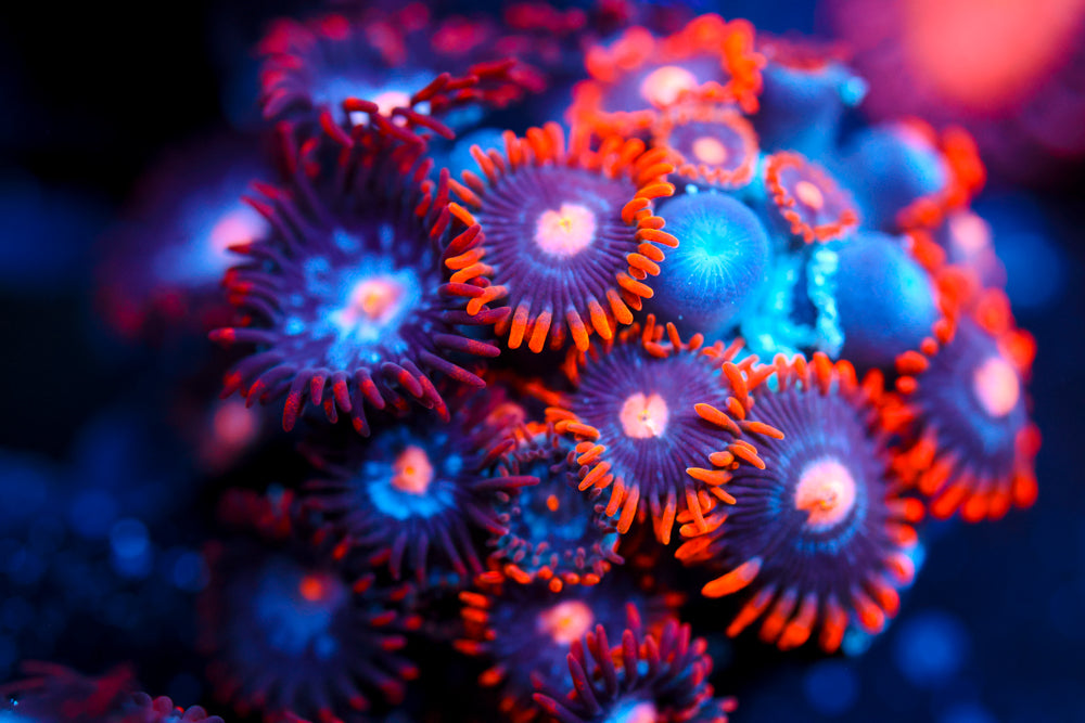 Snitches + Mystique Zoa 2