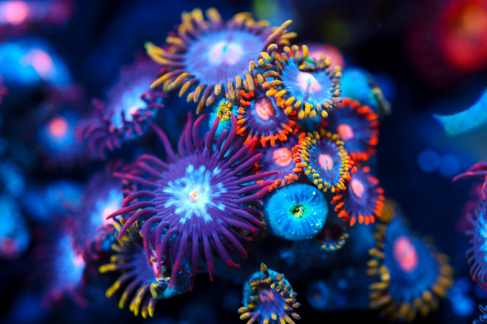 Zoa Mix 3