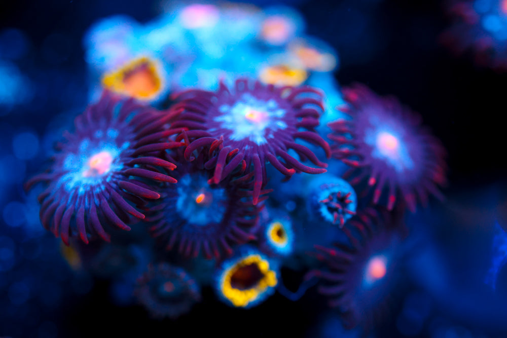 Zoa Mix 1