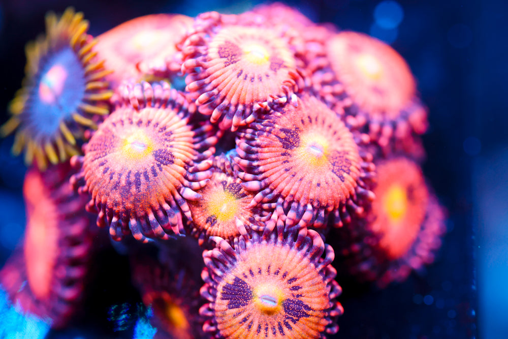 JF Cry Baby Zoa 3