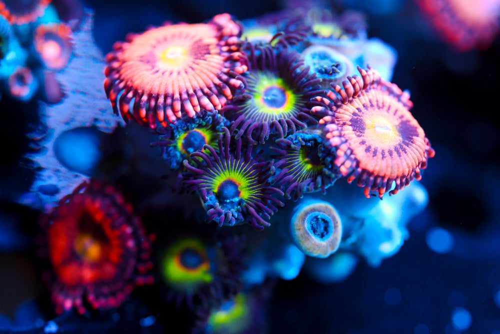 Bob Marley + JF Cry Baby Zoa
