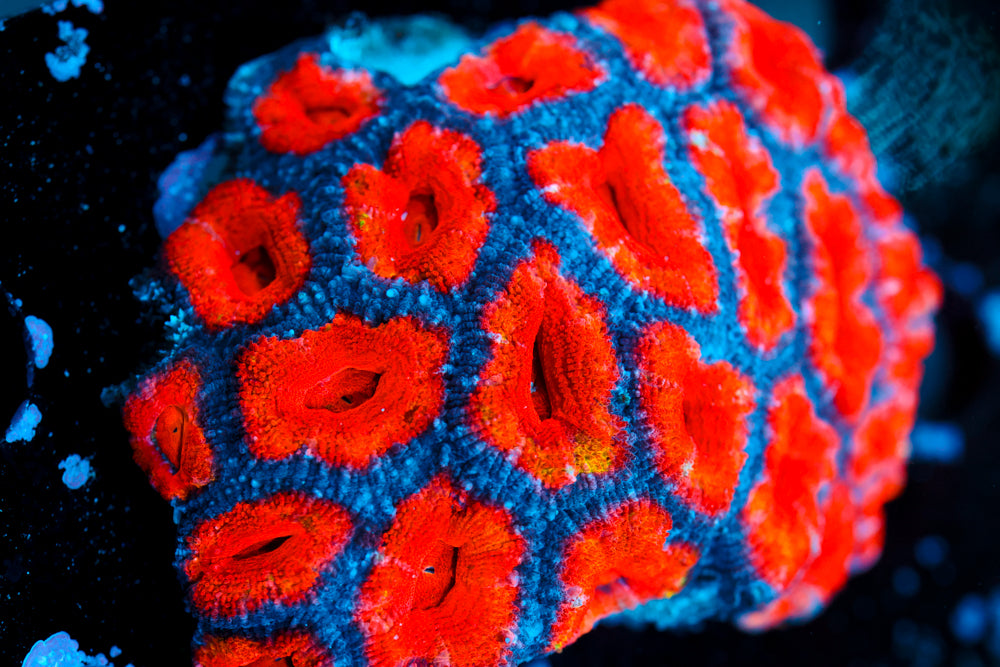 Rainbow Valentine Acan Colony