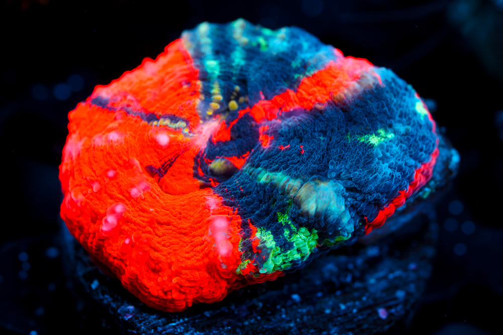 War Paint Scoly (Aquacultured)