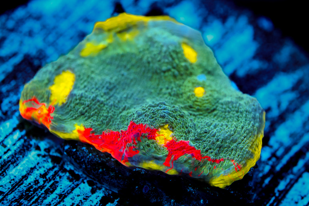 Rainbow Chalice (mounted on 2" plate)