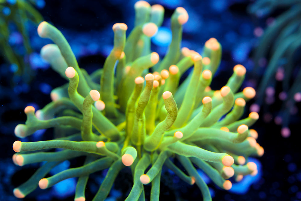 Malaysian Pink Tip Torch 2