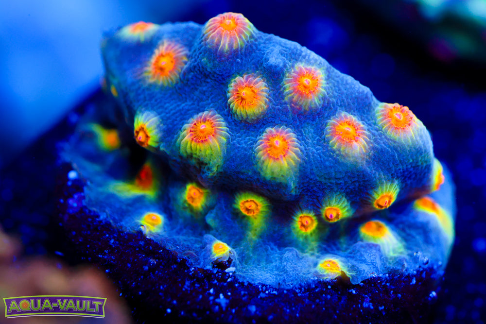 Buzz Lightyear Cyphastrea