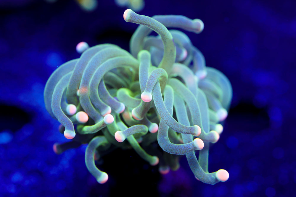 Malaysian Pink Tip Torch 1