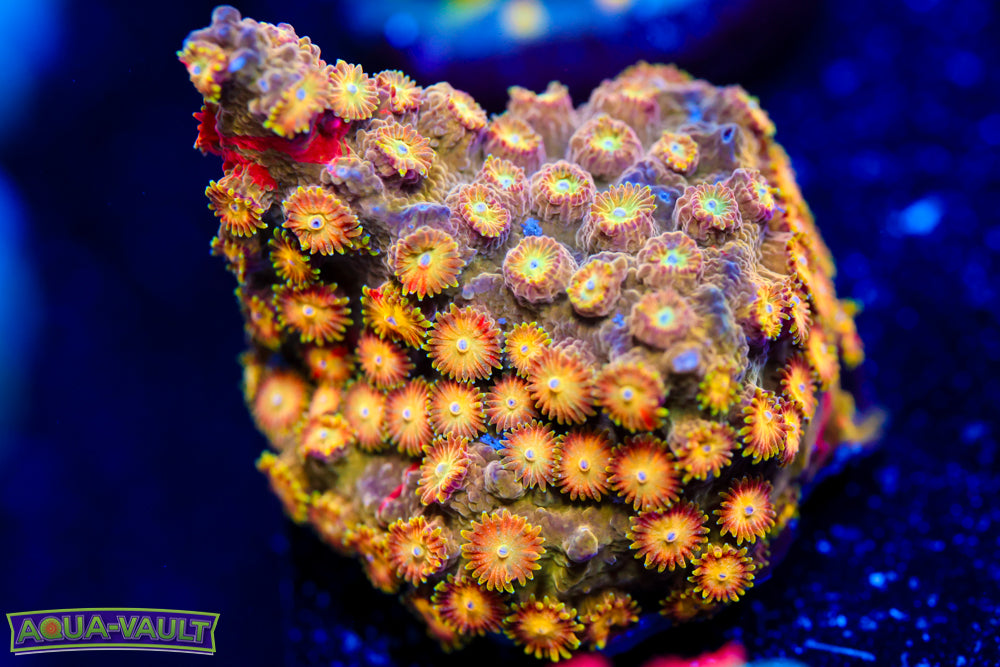 Circuit Breaker Cyphastrea