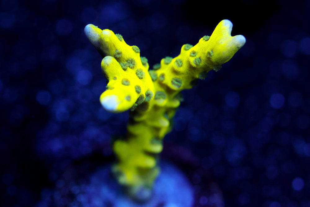 The Thing Anacropora 2