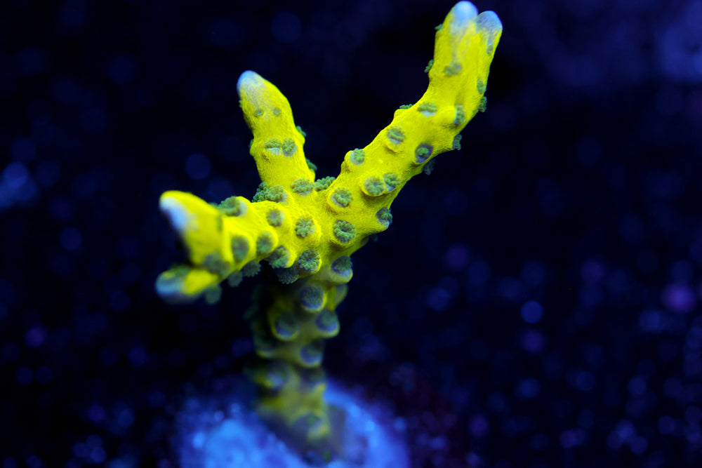The Thing Anacropora 3