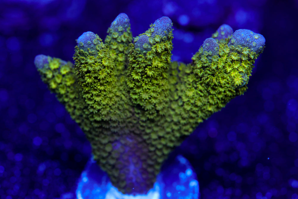 Green Digitata 2