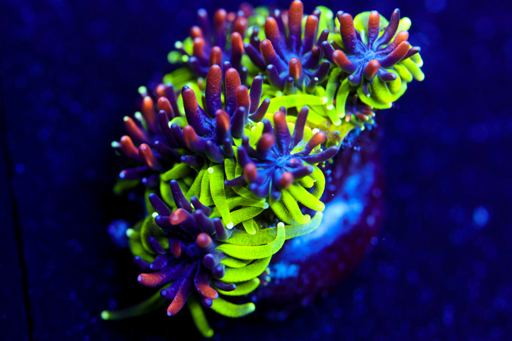 Sonic the Hedgehog Galaxea 2