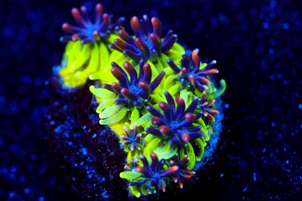 Sonic the Hedgehog Galaxea 1