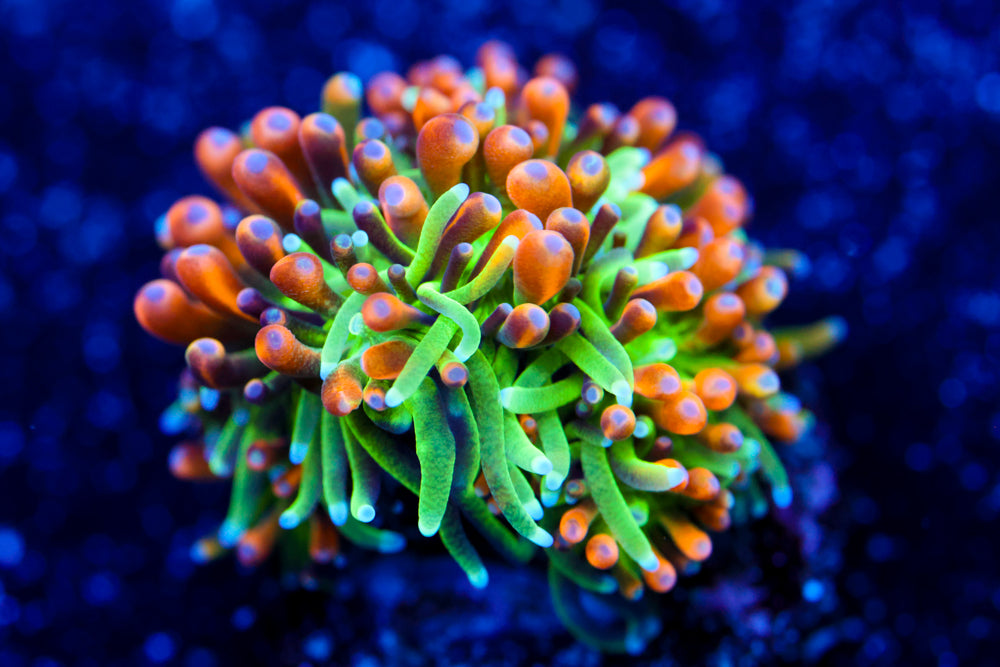 Marigold Galaxea 2
