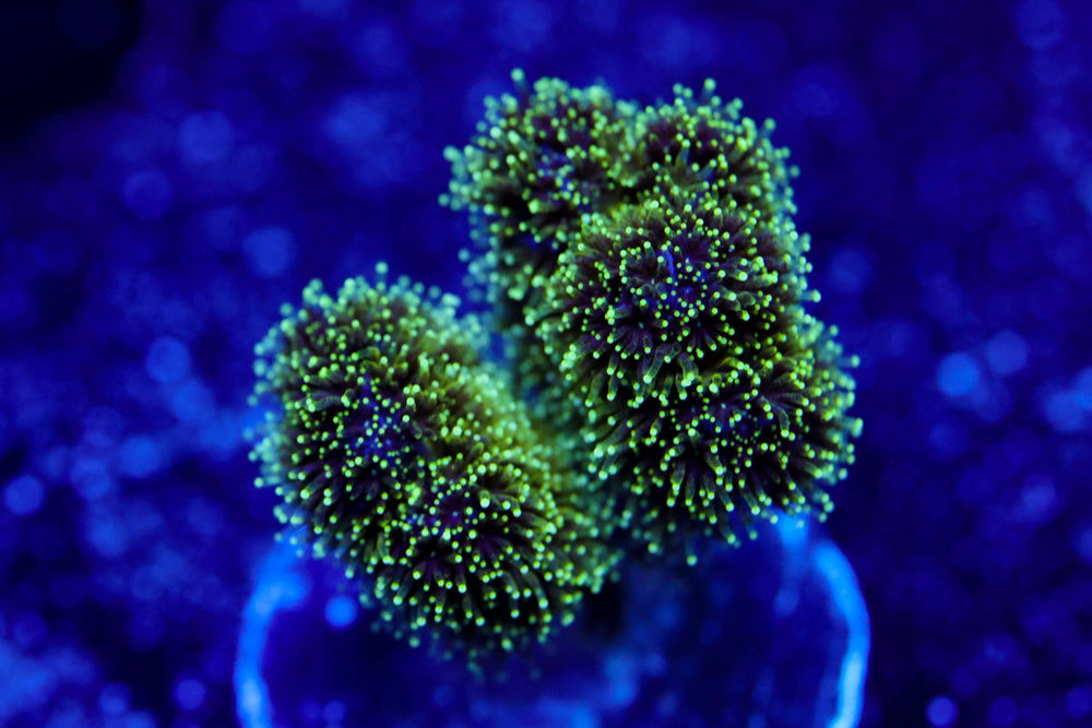 Radioactive Pocillopora 1