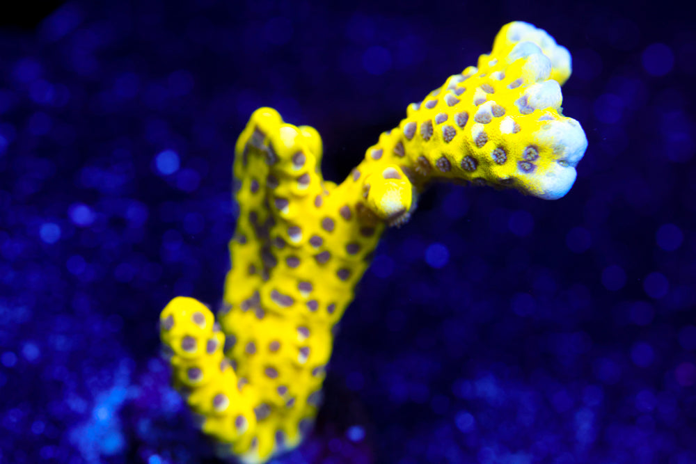 RRC Goldenrod Anacropora 2