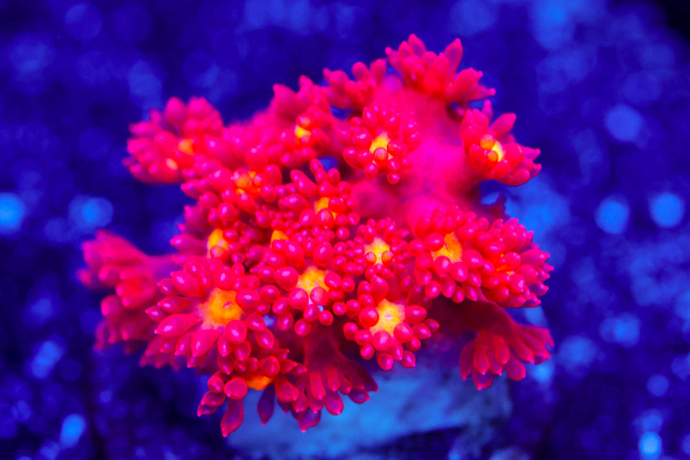 Combustion Bernardpora 1