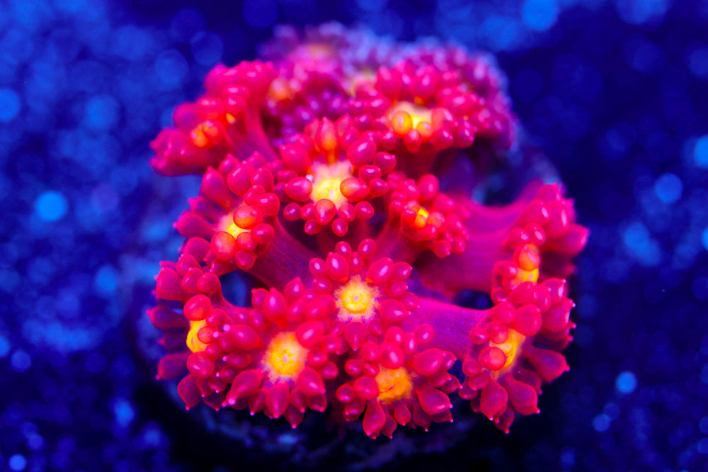 Combustion Bernardpora 2