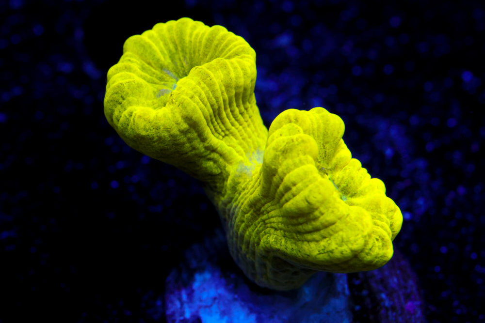 Kryptonite Candy Cane 4