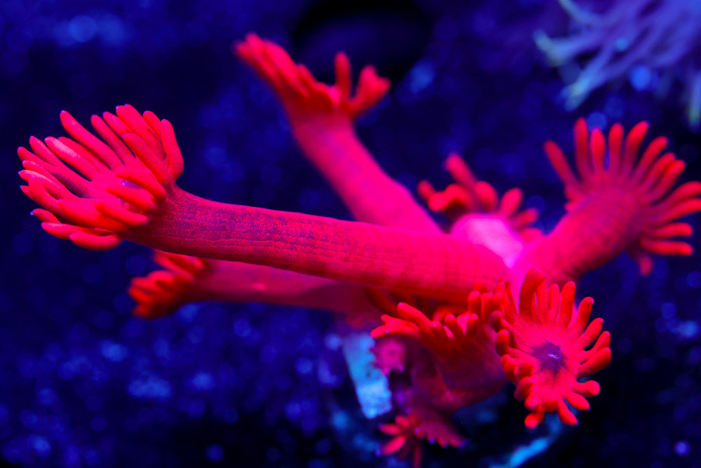 Red Room Goniopora 1