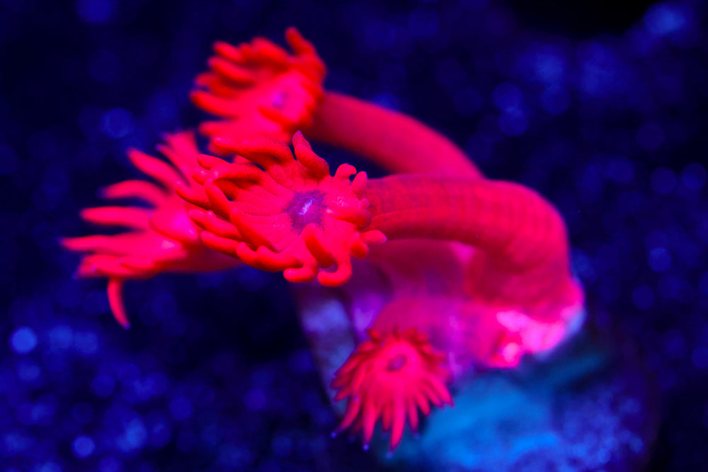 Red Room Goniopora 2