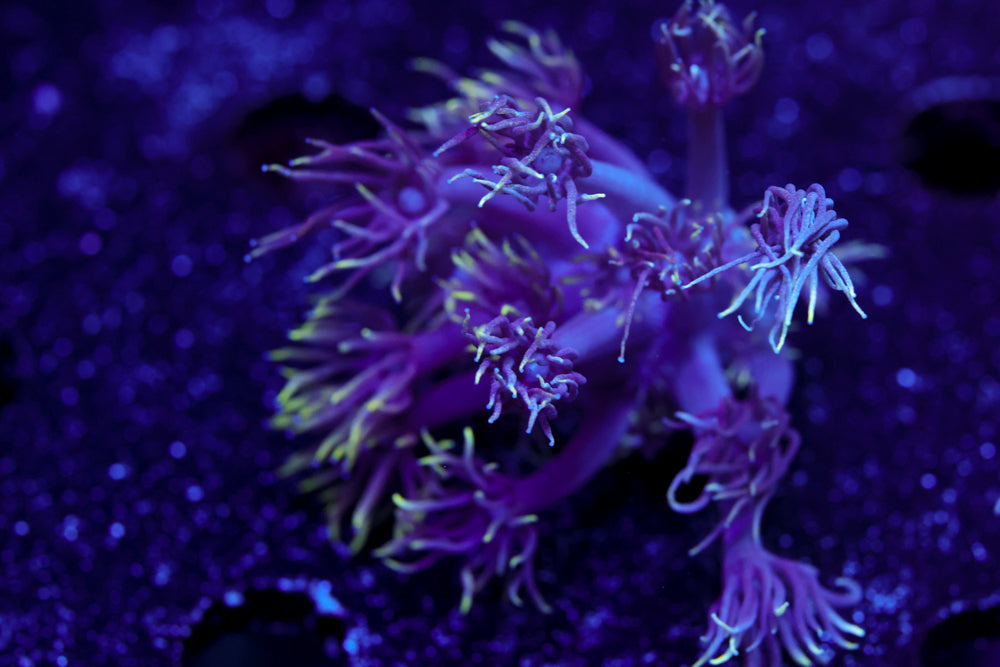 Long Lash Gonipora 2