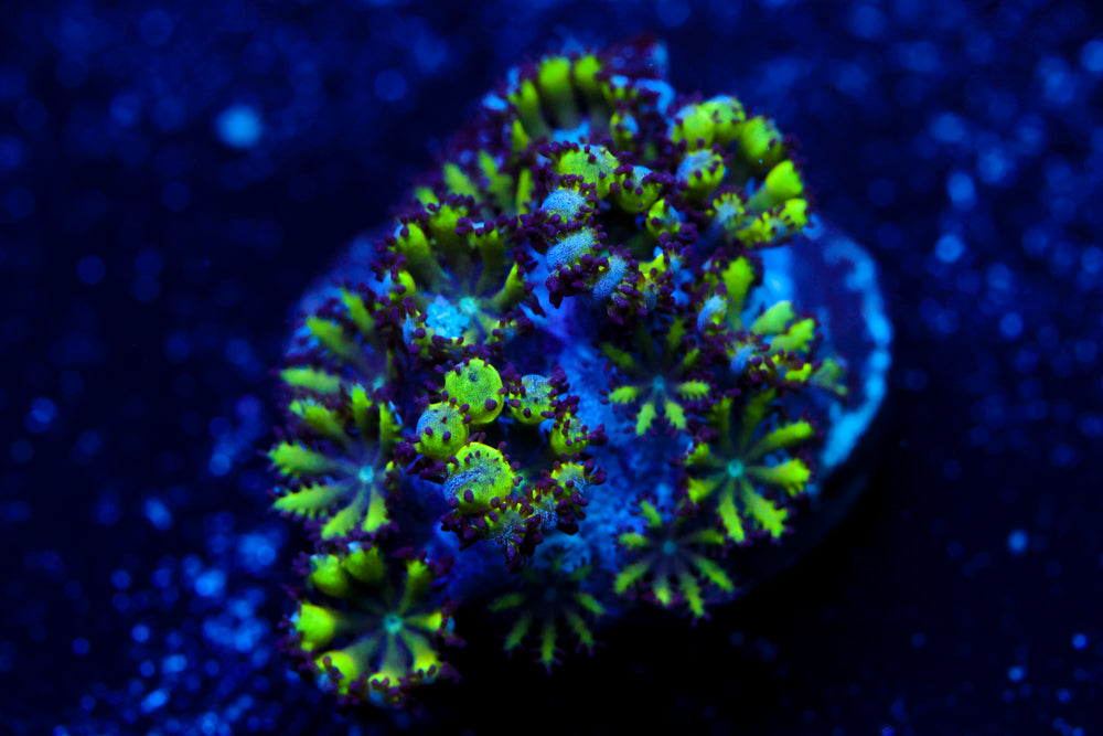 Blue Green Sympodium 2