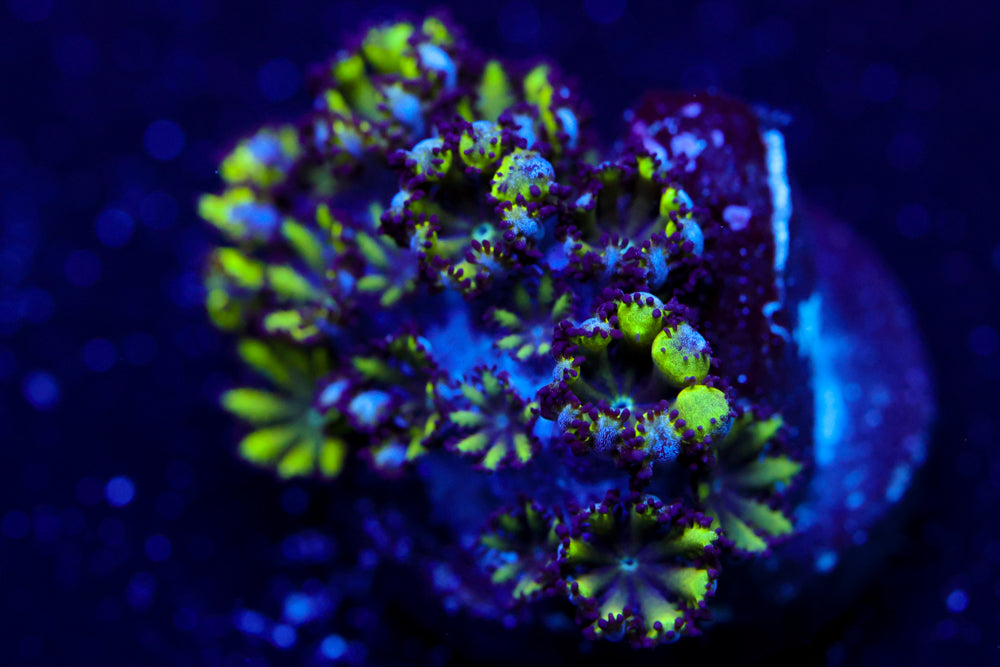 Blue Green Sympodium 1