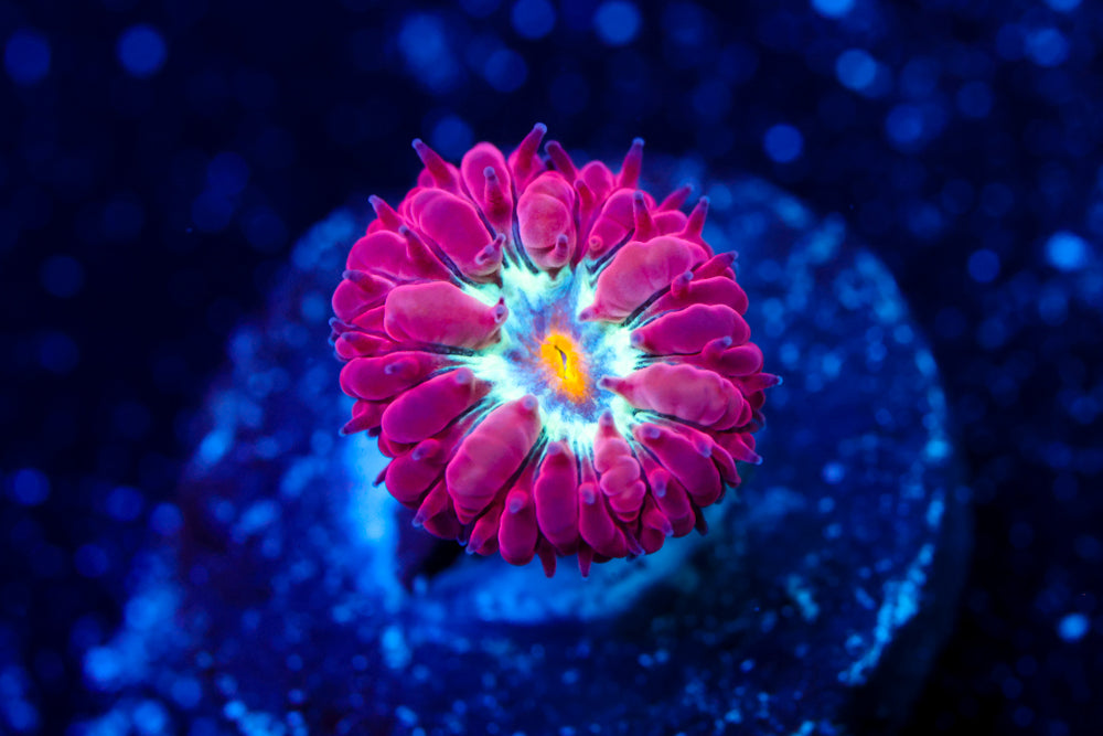 Blue Raven Blasto Merletti 2