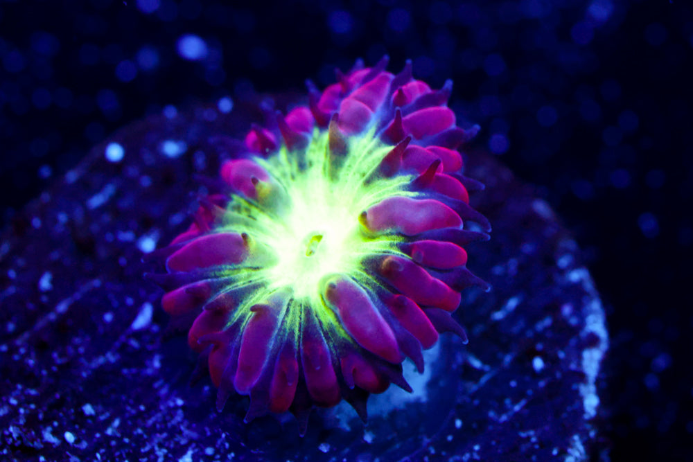 Pink & Green Blasto Merletti 3