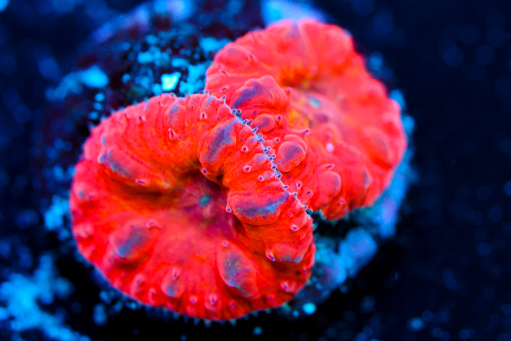 WWC Rainbow Blasto 1