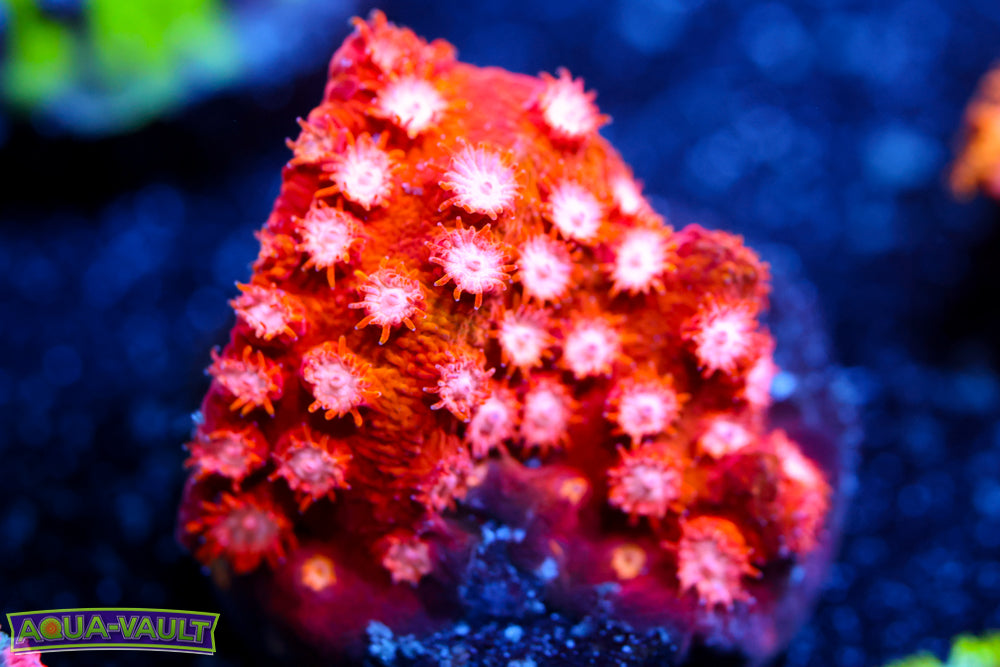 Marvel  Cyphastrea