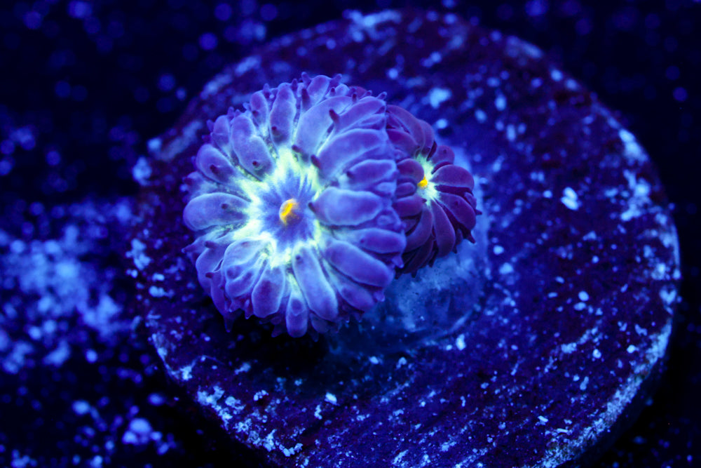 Black Raven Blasto Merletti 2