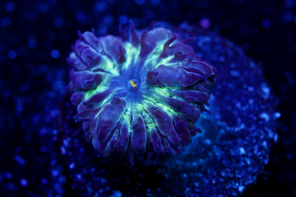 Black Raven Blasto Merletti 1